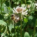 Abeille sur trèfle blanc