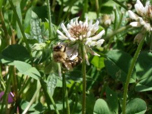 Abeille sur trèfle blanc