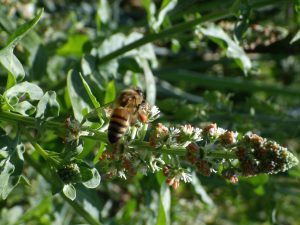 Abeille sur réséda odorant