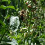 Abeille sur réséda odorant