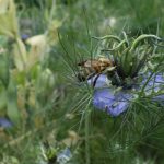 Abeille sur nigelle de Damas