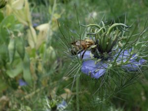 Abeille sur nigelle de Damas